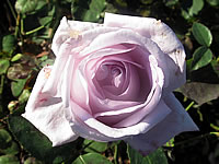 růže Maizner Fasnacht
