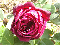 růže Oklahoma