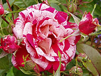 růže Papageno